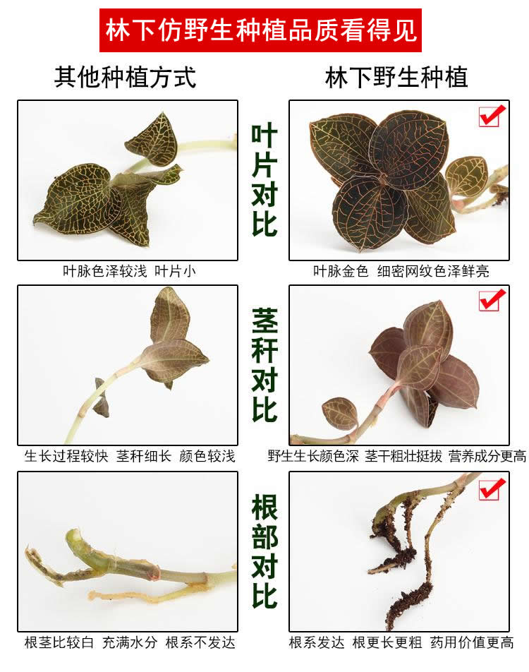 <a href=http://m.lidekc.cn/ target='_blank'>金線蓮</a>林下種植