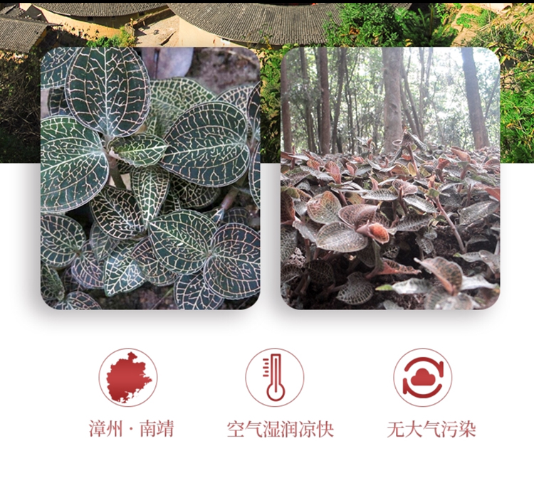 <a href=http://m.lidekc.cn/ target='_blank'>金線蓮</a>干品 50克10管 禮盒裝